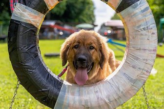 Bärenhundetreffen in Limbach: Ältester Hund holt auf Anhieb Schönheitstitel - Mala von der Saaleaue war mit sechs Monaten die jüngste Teilnehmerin beim Bärenhundetreffen.