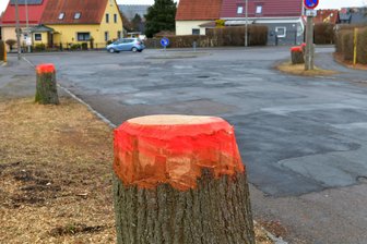 Bäume an der Zuger Straße in Freiberg gefällt: Gibt es Ersatz? - An der Zuger Straße in Freiberg sind in Vorbereitung von Straßenbauarbeiten Bäume gefällt worden.