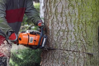 Die Baumschutzsatzung der Stadt Mittweida regelt, welche Bäume gefällt werden dürfen und welche nicht. Außerdem steht in dem Papier, wie Bäume geschützt werden müssen. Dabei gibt es nun Änderungen.