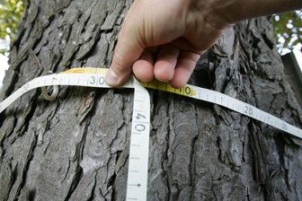Bäume fällen künftig nicht mehr so einfach - Wie die Stadt Wildenfels reagiert - Ob eine Fällgenehmigung erforderlich ist und wie Ersatzpflanzungen aussehen müssen, entscheidet der Stammumfang, gemessen in einem Meter Höhe. 