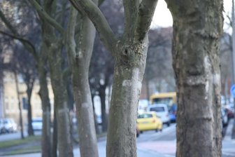 Bäume fallen für neue Bahntrasse -