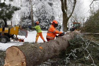 Bäume im Annaberger Stadtpark weichen: Passanten sollen sich sicherer fühlen - Im Annaberger-Buchholzer Stadtpark „Alter Friedhof“ werden Bäume gefällt. Die Stadt plant 2025 noch weitere Arbeiten auf dem Gelände.