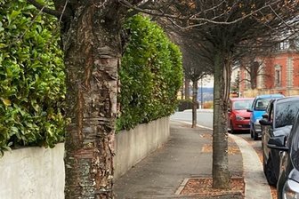Bäume im Fokus des Reichenbacher Stadtrates - An diesen Bäumen an der Bahnhofstraße ist die Rinde großflächig aufgeplatzt. 