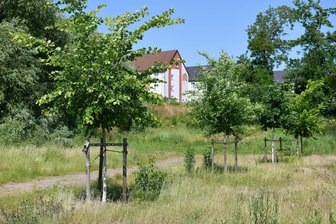 Bäume zur Geburt und zu Hochzeiten: kreative Ideen für den Rochlitzer Stadtwald gesucht - Blick auf einen Teil des künftigen Stadtwaldes auf dem ehemaligen Fußballplatz unterhalb der Hochuferstraße in Rochlitz.