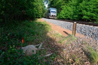 Bahnstrecke zwischen Döbeln und Leisnig: Regionalbahn kollidiert mit Schafherde - Am Dienstagmorgen kam es zwischen Leisnig und Döbeln zu einem Bahnunfall mit Schafen.