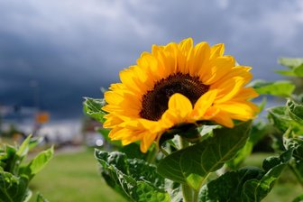 Bald wieder 30 Grad? "Es wird von Tag zu Tag wärmer" - Wie wird das Wetter in der kommenden Woche? (Archivbild)