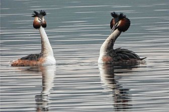 Balzende Haubentaucher und brütende Kraniche in Großhartmannsdorf - Das Foto von zwei balzenden Haubentauchern auf dem Großhartmannsdorfer Großteich gelang Christoph Weidensdorfer. 