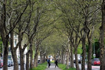 Bau der Straßenbahntrasse auf der Reichenhainer Straße genehmigt - Die Bäume an der Reichenhainer Straße sollen gefällt werden.