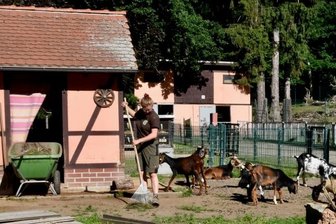 Bau von Inka-Anlage im Tierpark rückt näher - Die Freiwilligendienstleistende Carla Tennler reinigt die Anlage für dieZiegen. Dieser Bereich soll einer des neuen Inkalandes im Amerika-Tierpark von Limbach-Oberfrohna werden. 
