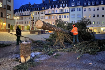 Nur der Stumpf steckte noch in der Hülse auf dem Markt in Mittweida, der Rest des Baumes wird am Mittwochvormittag von Bauhofmitarbeitern zersägt. 