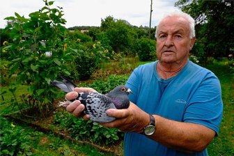 Bauland-Streit in Friesen: Pächter vorab nicht informiert - Die Geschichte des Pachtgartens, in dem der 78-jährige Hans-Peter Schwabe in der Siedlung Tauben hält und Gemüse anbaut, der aber nun von der Stadt verkauft wurde, ist kein Einzelfall im Reichenbacher Ortsteil Friesen.