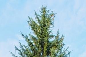 Baum, Beleuchtung, Bad: So will die Stadt Energie sparen - Ein Weihnachtsbaum soll dieses Jahr nur auf dem Altmarkt stehen. 