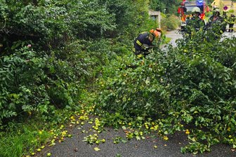 Baum blockiert Straße: Feuerwehr Penig muss Äpfel ernten - Der übervolle Apfelbaum blockierte eine Straße in Penig.
