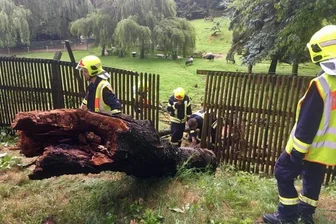 Baum im Tierpark Hirschfeld umgeknickt - Das Unwetter hat einen Baum im Tierpark Hirschfeld umgeknickt.