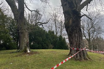 Baum mit Pyrotechnik ausgebrannt: Feuerwehreinsatz im Freiberger Albertpark - Einer der alten Bäume auf dem Schneckenberg im Albertpark Freiberg muss nach einem Brand nun weichen.