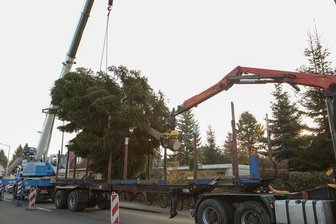 Baum steht in Rekordzeit auf dem Freiberger Christmarkt - 