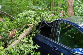 Baum stürzt in Leisnig auf Auto - Fünfköpfige Familie entkommt knapp - Ein Baum ist auf das Heck eines Autos gefallen, in dem fünf Menschen saßen.