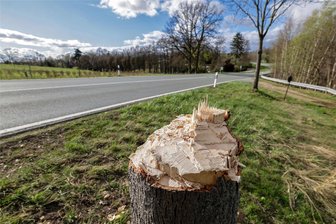 Baumbeschädigungen im Landkreis Zwickau: Was steckt dahinter? - An der Straße Am Sachsenring in Hohenstein-Ernstthal wurden zwischen der Tankstelle und dem Badteich zwei Straßenbäume mit einer Axt gefällt und einfach liegen gelassen. Was könnte dahinter stecken?