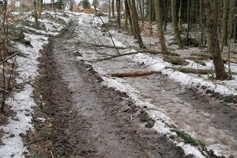 Baumfällaktion erhitzt Gemüter - Die Baumfällaktion im Stadtpark Schöneck hat deutlich Spuren auf den Wegen hinterlassen. Die Beseitigung der Schäden war nach Angaben der Stadt Bestandteil der Ausschreibung und des Angebots.