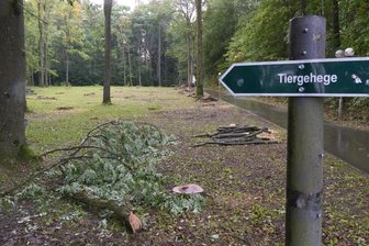 Baumfällarbeiten im Tiergehege am Pöhlberg: Was es mit den Arbeiten im Erzgebirge auf sich hat - Baumfällarbeiten sind im Tiergehege am Pöhlberg erfolgt. Diese betrafen vor allem das ehemalige Ponygehege.