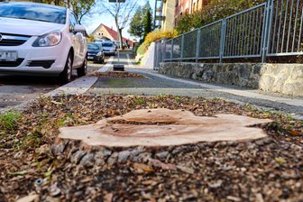 Baumfällung im Erzgebirge: Stadt lässt gefährliche Bäume an Straße entfernen - Auf der Bergmannsstraße wurden Bäume gefällt, denn es bestand Gefahr.