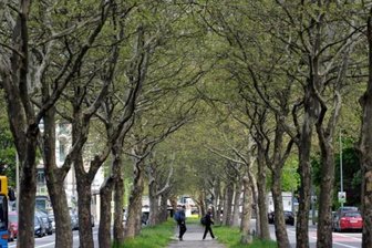 Baumfällungen auf der Reichenhainer Straße beginnen -