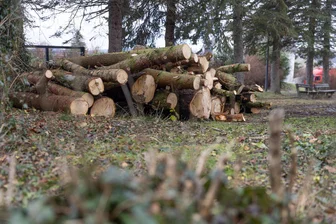 Baumfällungen für besseres Sicherheitsgefühl: Arbeiten im Annaberger Stadtpark stoßen auf Kritik - Im Stadtpark „Alter Friedhof“ in Annaberg werden Bäume gefällt. Laut Stadt betrifft das solche, die den Charakter des Parks beeinträchtigen und das Sicherheitsgefühl einschränken. Doch die Arbeiten stoßen auch auf Kritik.