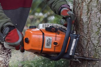 Baumfällungen im Zwickauer Stadtpark Planitz - Fällarbeiten werden im Planitzer Stadtpark ausgeführt.