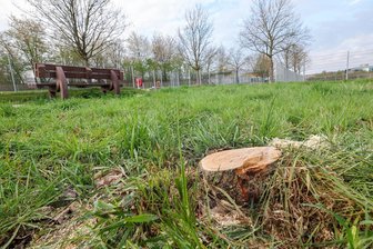 Baumfrevel-Fälle in Meerane: Sachschaden summiert sich auf 15.000 Euro - Die Reste eines gefällten Baumes befinden sich am Waldsachsener Weg in Meerane.