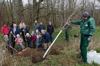 Baumpfad jetzt mit Rotbuche - 