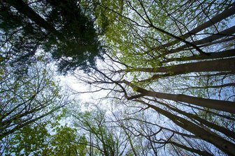 Baumpflanzaktion startet in Grünberg - Eine Baumpflanzaktion steigt am 30. April im Augustusburger Ortsteil Grünberg (Symbolbild).