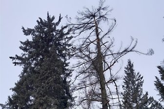 Baumpflege im Fürstlich Greizer Park: Einzelne Wege zeitweise gesperrt - Die abgestorbene Weymouthskiefer im Fürstlich Greizer Park muss gefällt werden.