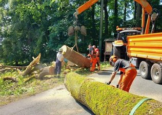 Baumriese stürzt bei Schönberg auf Straße und verfehlt Auto knapp - Ein großer Baum stürzte am Donnerstagvormittag auf die Ortszufahrt Schönberg nahe der B 92.