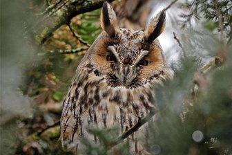 Baumschnitt in Hohenstein-Ernstthal wegen Waldohreulen gestoppt - Nur dank Teleobjektiv ist diese männliche Waldohreule gut zu erkennen. Gesichtet wurde sie vor geplanten Baumschnittarbeiten auf einem Baum an der Dresdner Straße. Das kleinere Weibchen sitzt rechts etwas unterhalb daneben, wird aber von Ästen verdeckt.