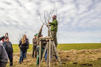 Baumschnittseminar in Pleißa - Beim Baumschnittseminar geht es unter anderem um die Jungbaumpflege.