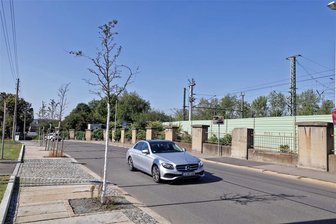 Baumsterben an Glauchauer Bahnhofstraße - Die Bäume an der Glauchauer Bahnhofstraße sterben ab.
