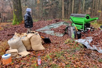 Bedarf ist groß - das Angebot gering: Erstmals seit 2011 wurde im Forstbezirk Adorf Rotbuchensamen geerntet - Erstmals seit 2011 wurde im oberen Vogtland wieder in größerem Umfang Saatgut der Rotbuchenbeständen geerntet. Rund 1,5 Tonnen sind die Bilanz vom Klingenthaler Goldberg und am Kiel für 2023. Der Bedarf in Sachsen an Saatgut ist groß.