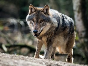 Bedrohlich oder bereichernd? Diskussion über Wölfe verschärft sich - 