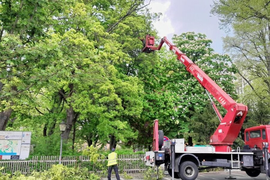 Bedroht: Altulme im Stadtpark Zschopau erhält Impfung gegen Stress - Mit einem Hubsteiger werden die Baumpflegearbeiten vorgenommen. 
