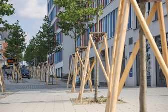Bedrohte Innenstadt-Bäume in Chemnitz erhalten meterhohe Stützkorsetts - Ein außergewöhnlicher Anblick bietet sich Passanten an der Chemnitzer Bahnhofstraße. Mehr als zwei Meter hohe Stützkonstruktionen sollen den Platanen am Technischen Rathaus zu mehr Standsicherheit verhelfen.
