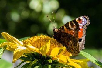 Bedrohte Schönheiten im Erzgebirge: Einblick in die Schmetterlingswelt - Im Fokus stehen Schmetterlingsarten, die gemäß den Roten Listen Sachsens als gefährdet eingestuft werden oder gesetzlich geschützt sind.