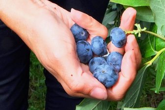 Beeren, Bärlauch, Pilze: Das ist beim Pflücken im Wald erlaubt - Eine Handvoll Beeren kann keiner verwehren. Zwölf große Eimer voll, jedoch sehr wohl. Bei Pilzen, Blumen und Waldfrüchten gilt als erlaubte Mitnahmemenge bei einem Wald ohne Schutzstatus: Der persönliche Bedarf ist die Grenze.