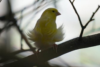 Begehbare Voliere als besonderer Anziehungspunkt im neu gestalteten Tiergehege in Thum -