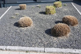 Begrünte Dächer und Fassaden statt Schottergärten und Asphalt - Ein paar Pflanzen und ganz viel Kies: Dem Modetrend zu solchen Schottergärten, die es in Chemnitz bisher nur vereinzelt gibt, möchte die Stadtverwaltung nicht tatenlos zusehen. 