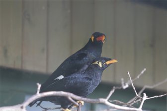 Bei „Besuch“ im Dating-Center hat es gefunkt: Nachwuchs bei den Mittelbeos im Chemnitzer Tierpark - Das im Chemnitzer Tierpark lebende Mittelbeo-Paar hat erstmals Nachwuchs. Gefunkt hat es zwischen den beiden in Norddeutschland.
