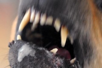Beim Gassigehen in Hohenstein-Ernstthal: Bissiger Hund tötet Yorkshire Terrier Ferdy - Hunde können gefährlich werden: Nicht von ungefähr ist in öffentlichen Bereichen von den Behörden Leinenzwang verfügt worden. 