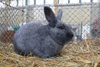 Beim Kleintiermarkt in Waldkirchen erklingt Livemusik - Kaninchen und auch Tauben können mitgebracht werden.