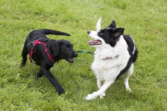 Beißattacke: Warum eine Waldenburger Hundehalterin die Stadt verlässt - Hunde vertragen sich beim Spiel nicht immer miteinander.