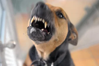 Beißattacken von Rochlitz beschäftigen erneut das Chemnitzer Landgericht - Mehrere tausend Menschen werden pro Jahr in Deutschland von Hunden gebissen. Hier ein Symbolbild eines Zähne fletschenden Hundes.