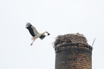Beliebter Platz für Storchennester: Rußdorfer Schornstein muss zurückgebaut werden - Weißstörche fliegen den Schornstein in Rußdorf jährlich an.